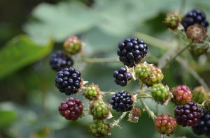 moras de colores