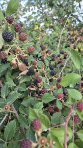 moras en zarza