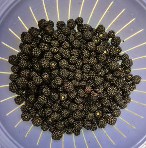 moras lavadas escurriendo